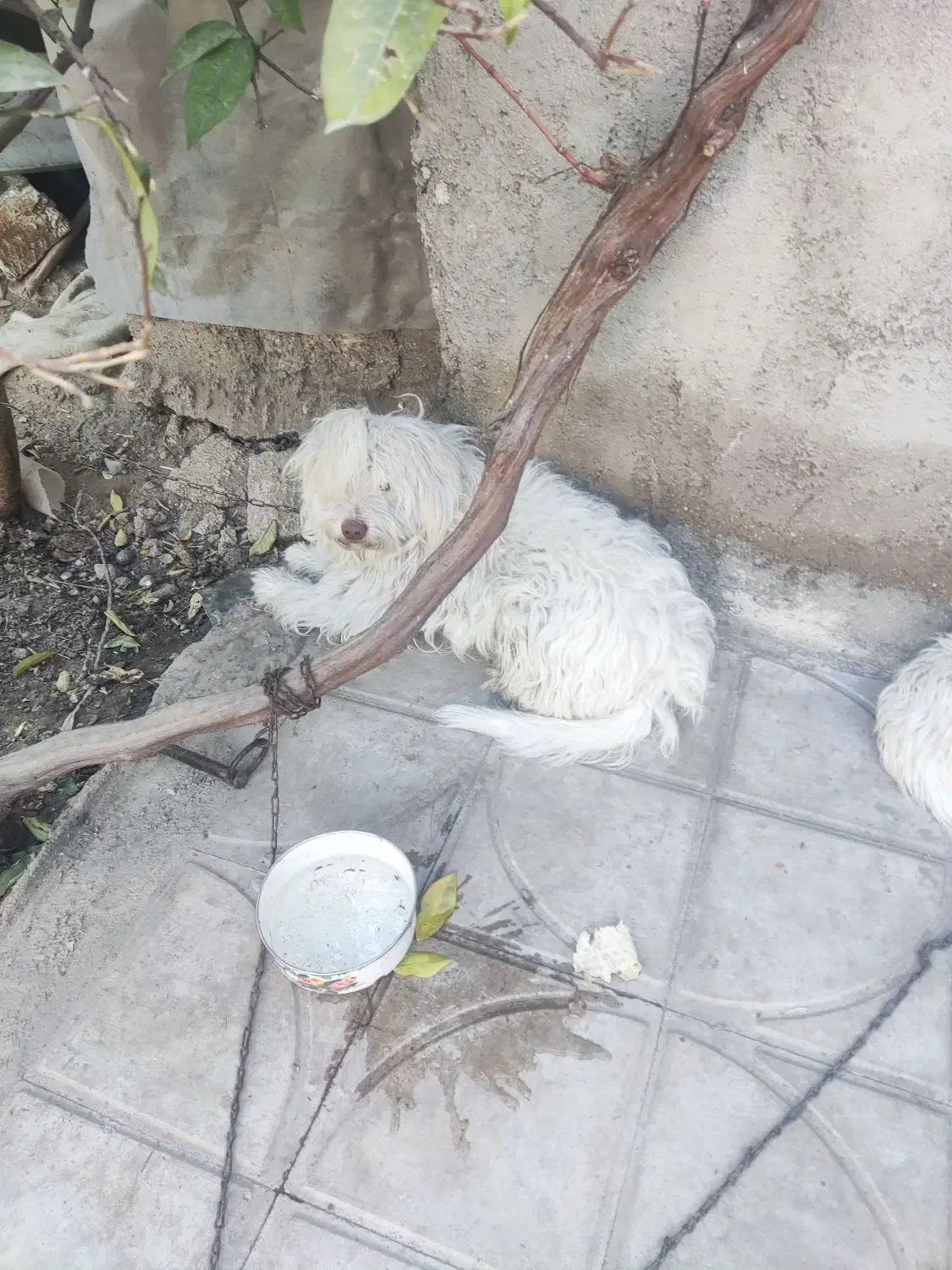 واگذار میشود|سگ|داراب, |دیوار