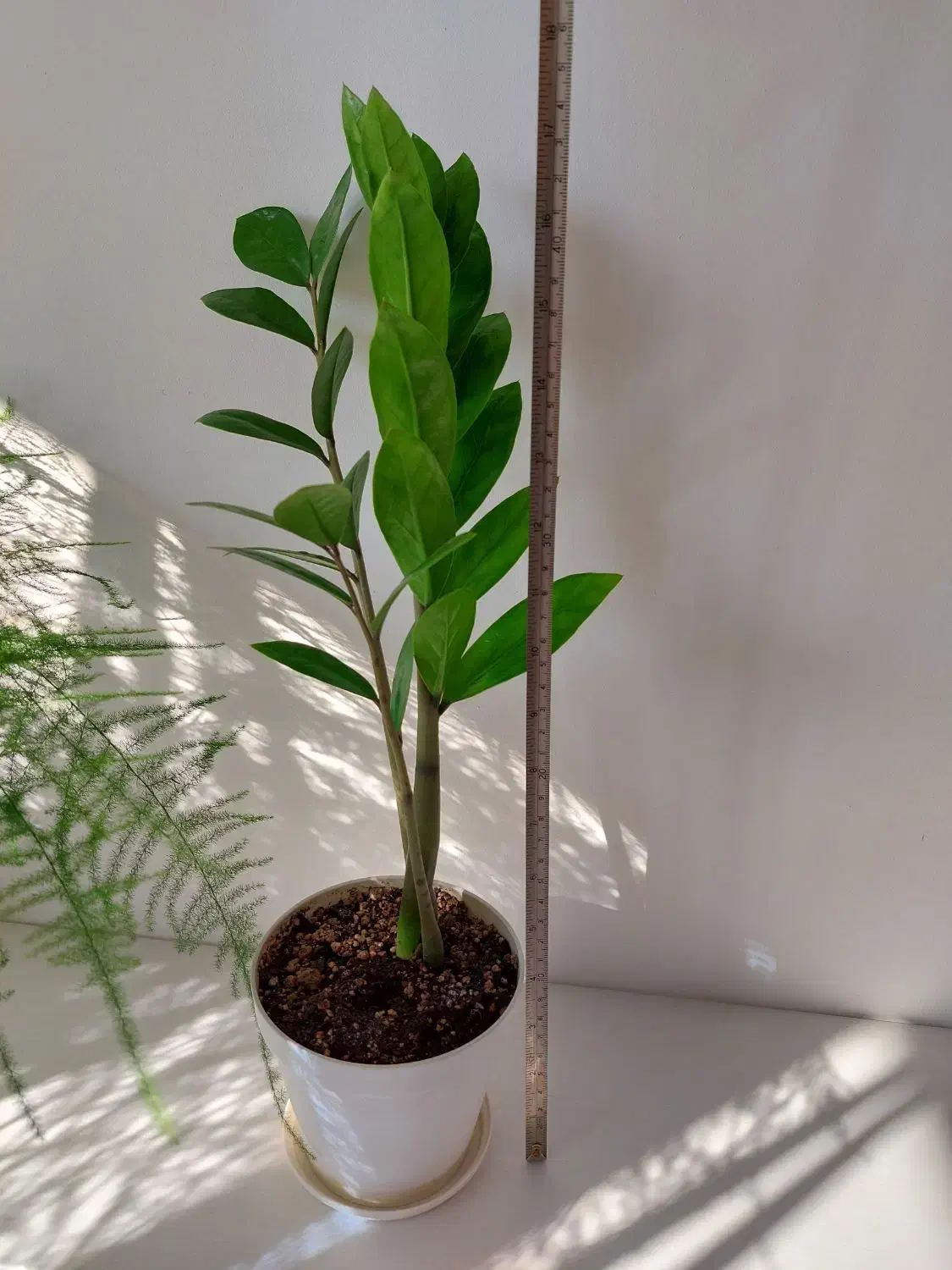 انواع گل و گلدان زاموفیلیا|گل و گیاه طبیعی|فردیس, فردیس|دیوار