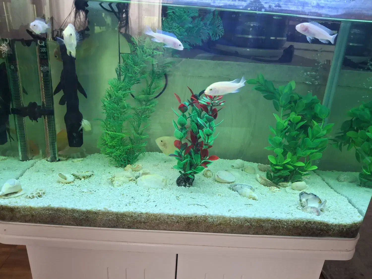 آکواریوم با کمد و همه تجهیزات|ماهی|شاهینشهر, گرگاب|دیوار