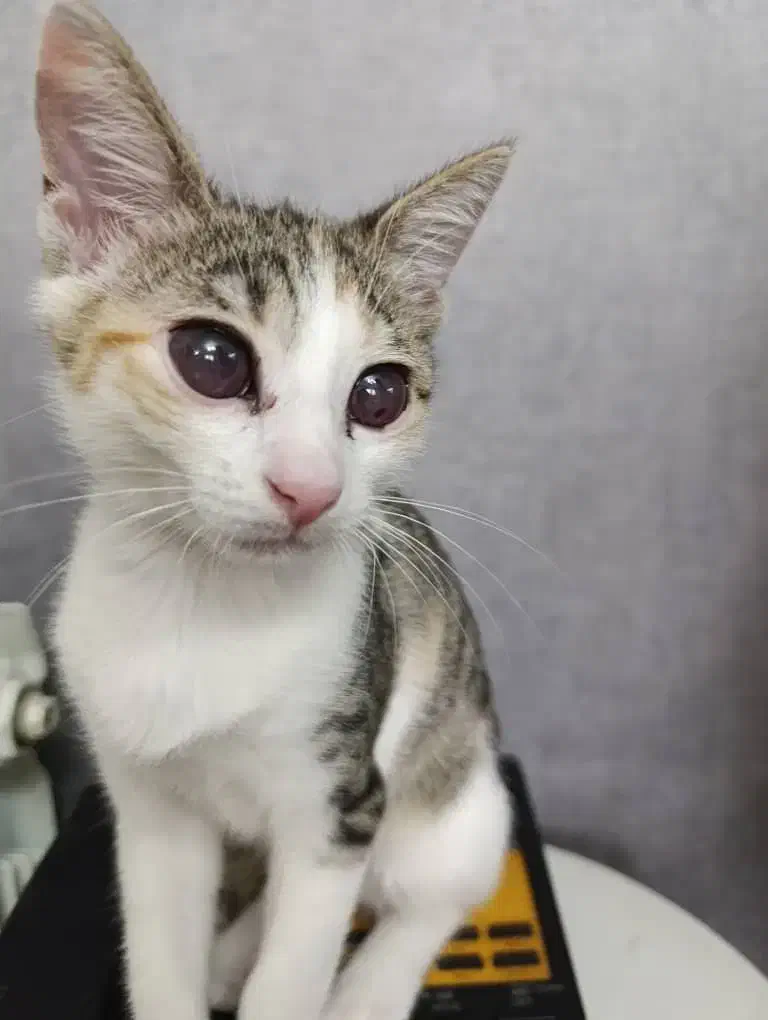 گربه واگذاری رایگان|گربه|رشت, دیانتی|دیوار