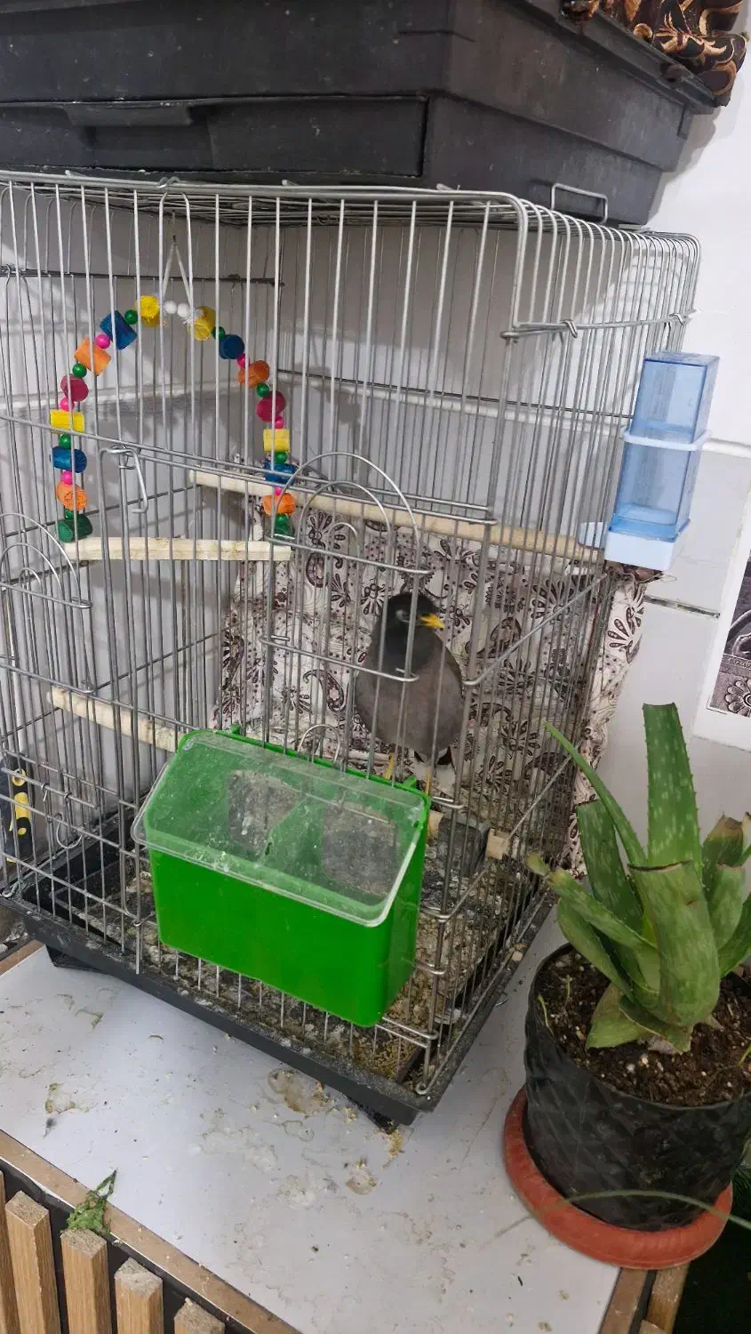 مرغ مینا .... یه جفت عروس هلندی|پرنده|مرودشت, ثبت احوال|دیوار