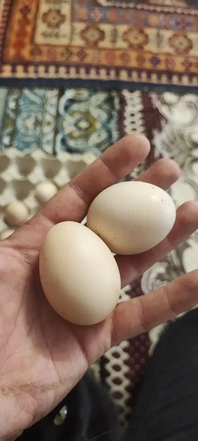 تخم لاری اصیل|حیوانات مزرعه|اردبیل, |دیوار