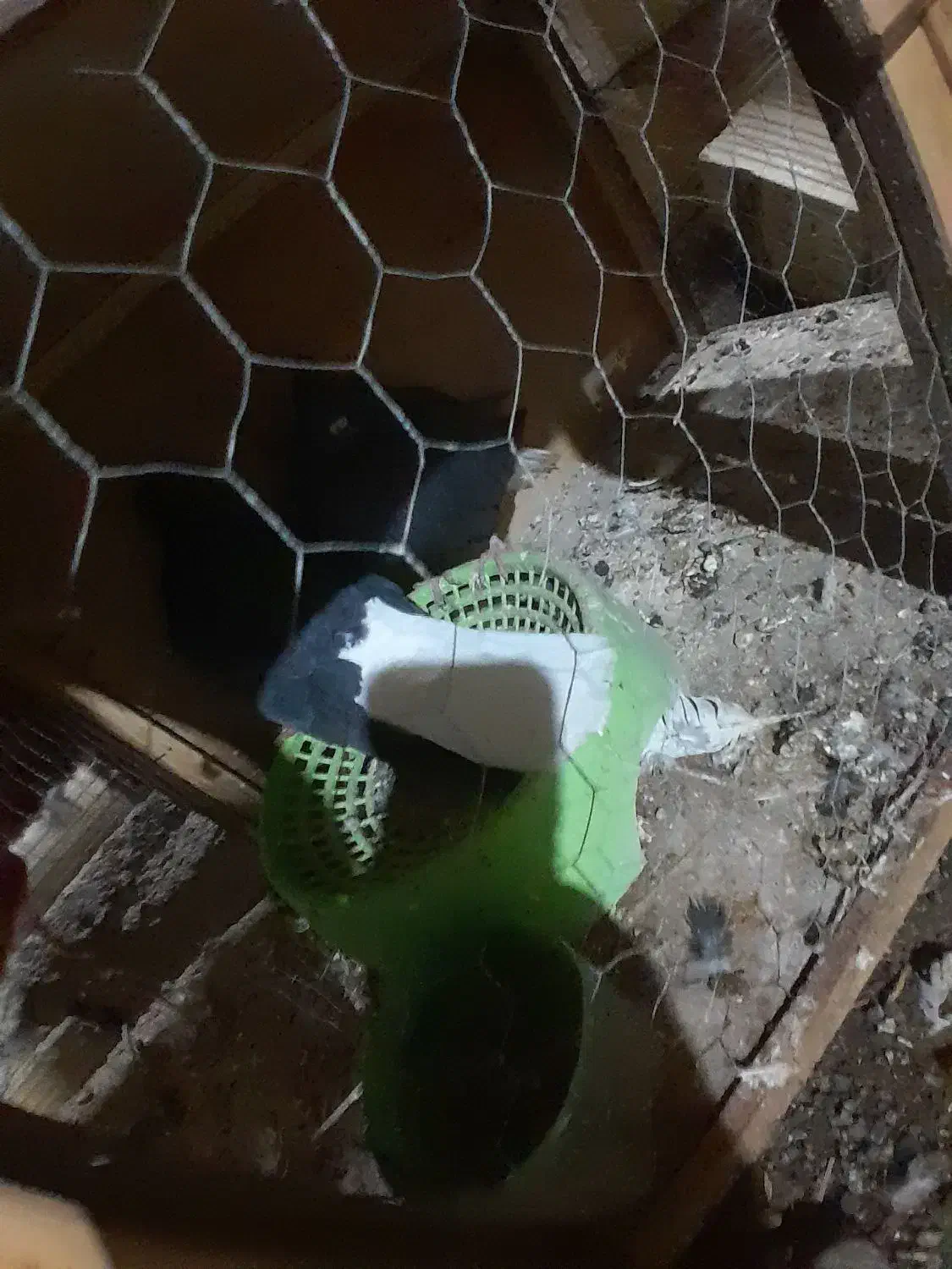 دمسفید|پرنده|بم, |دیوار