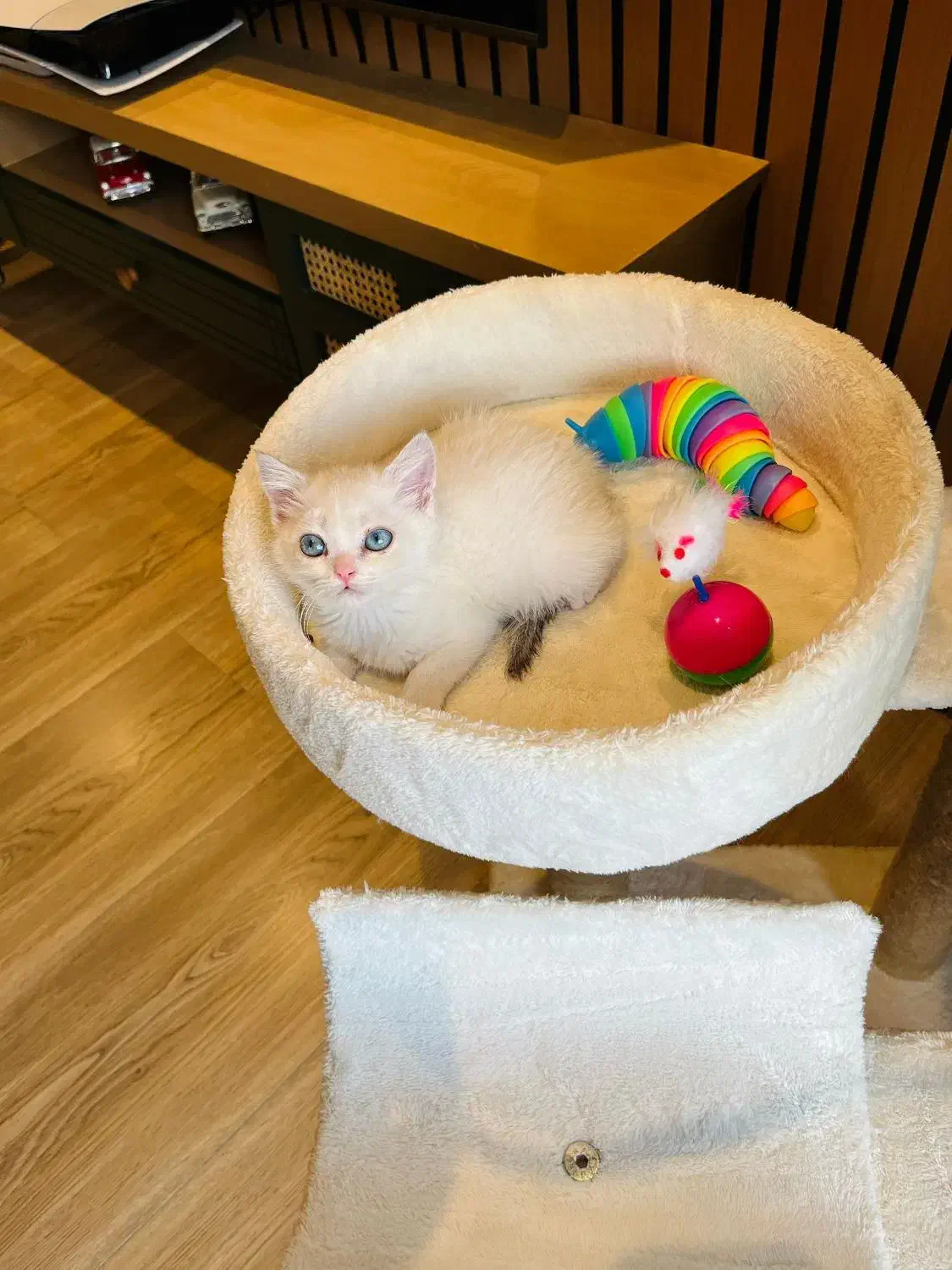 گربه خاص چشم آبی بلوپوینت|گربه|چالوس, |دیوار