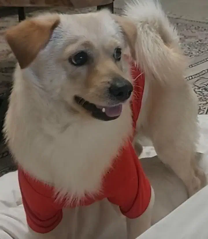 سگ پامر اشپیتز|سگ|اصفهان, سرچشمه|دیوار