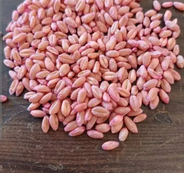 بذر گندم|خدمات باغبانی و درختکاری|دهگلان, |دیوار