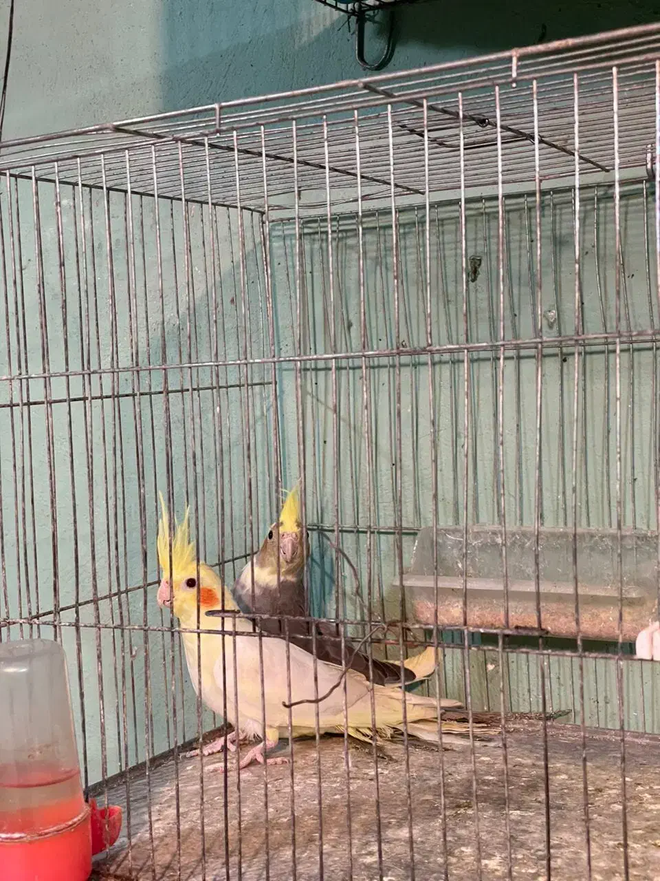 عروس هلندی نره و ماده|پرنده|ماسال, |دیوار