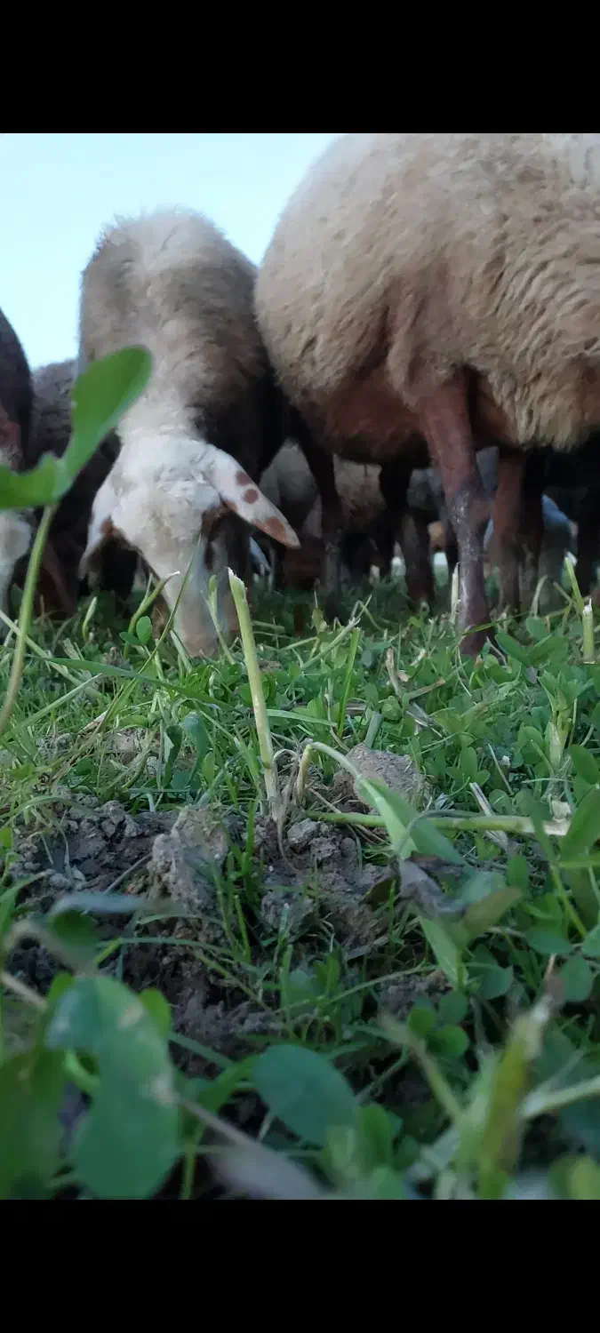 اجاره زمین برای گشت علوفه دام و چرای گوسفند|اجارهٔ دفتر صنعتی، کشاورزی، تجاری|طبقده, |دیوار