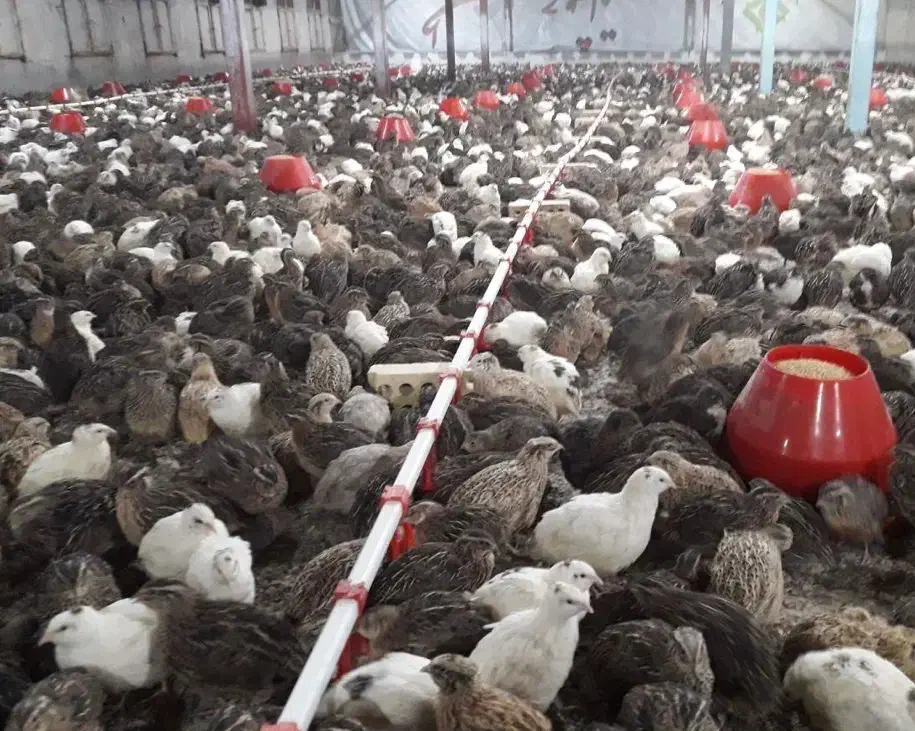 گوشت بلدرچین و بلدرچین نر چاق|حیوانات مزرعه|تربت جام, علوی|دیوار