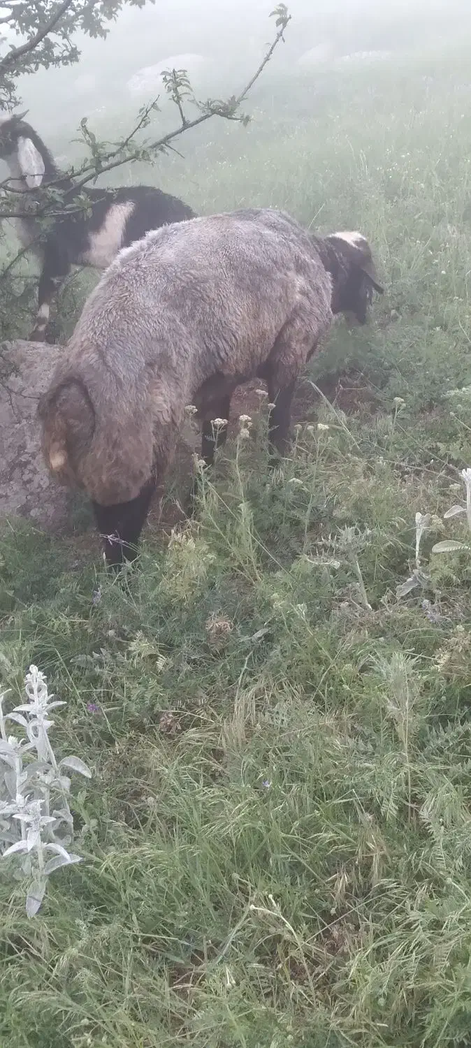 گوسفند وبز|حیوانات مزرعه|اردبیل, |دیوار