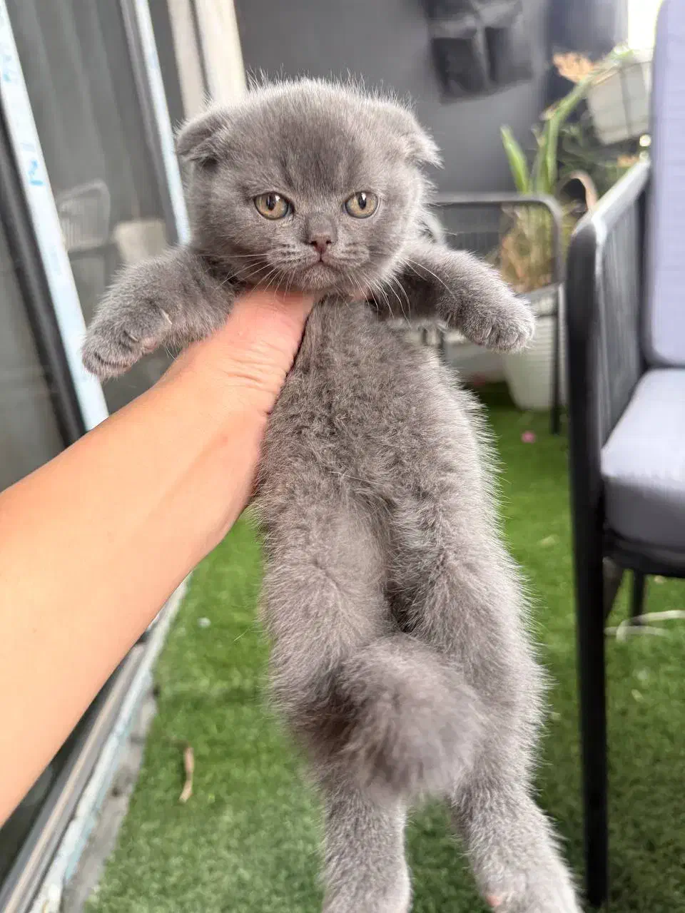 گربه اسکاتیش|گربه|تهران, شهرک آتی شهر|دیوار