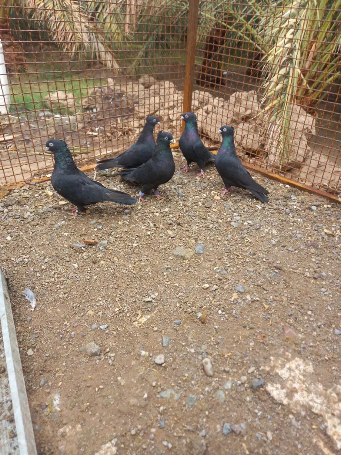 ۷عدد زاغ بازیکن برای فروش ادرس فهرج|پرنده|فهرج, |دیوار