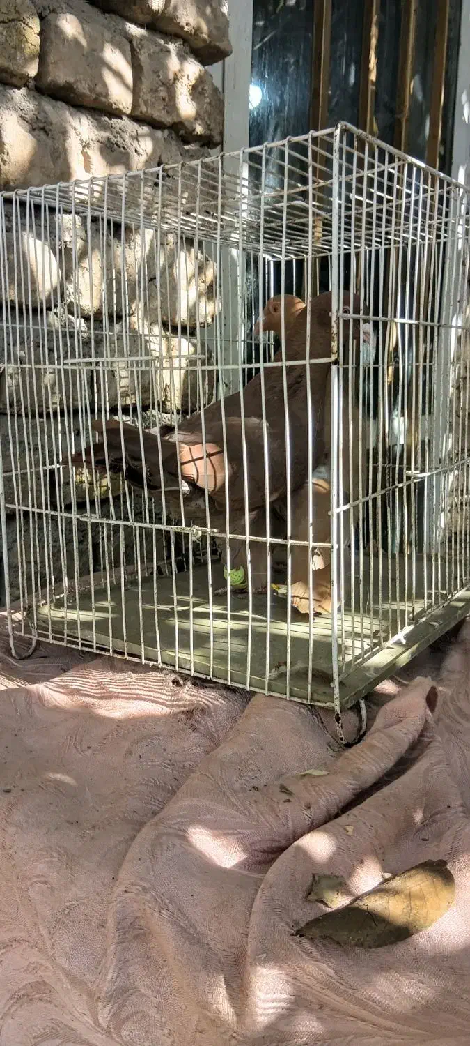 کفتر سرخ و زرد پشت هیکل جوجه|پرنده|مشهد, امیرآباد|دیوار