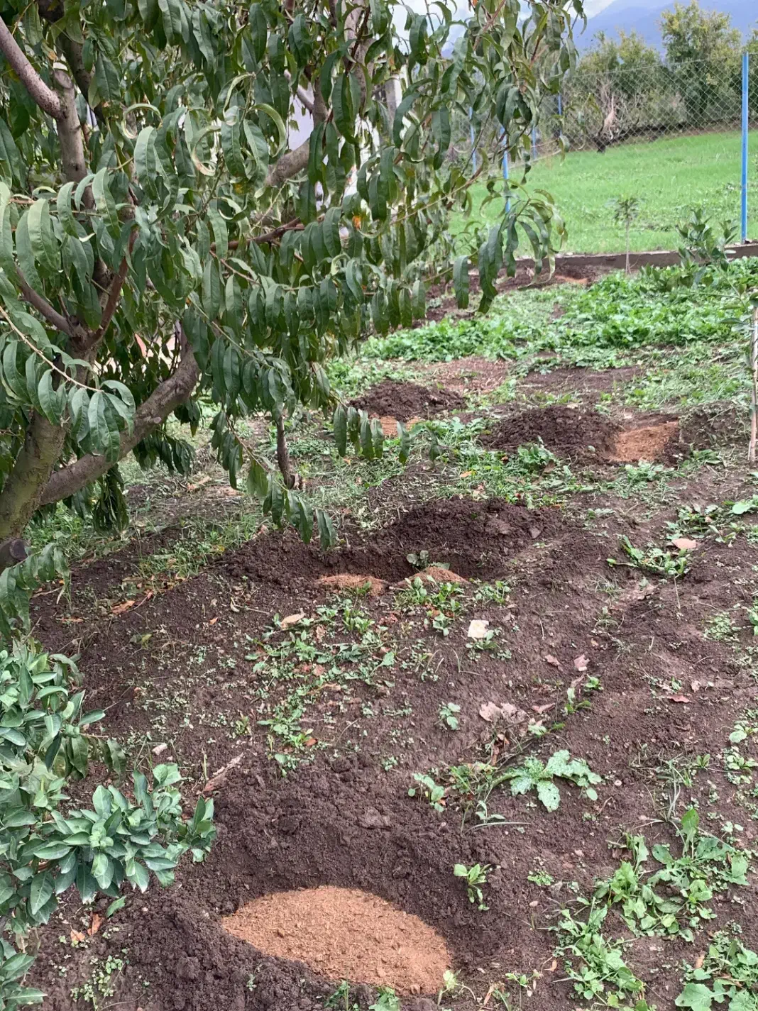 کود گاوی|خدمات باغبانی و درختکاری|گرگان, |دیوار