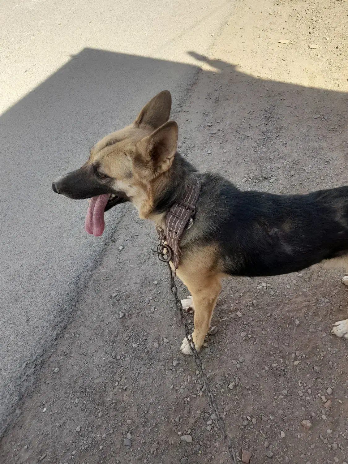 سگ ژرمن|سگ|زرند, |دیوار