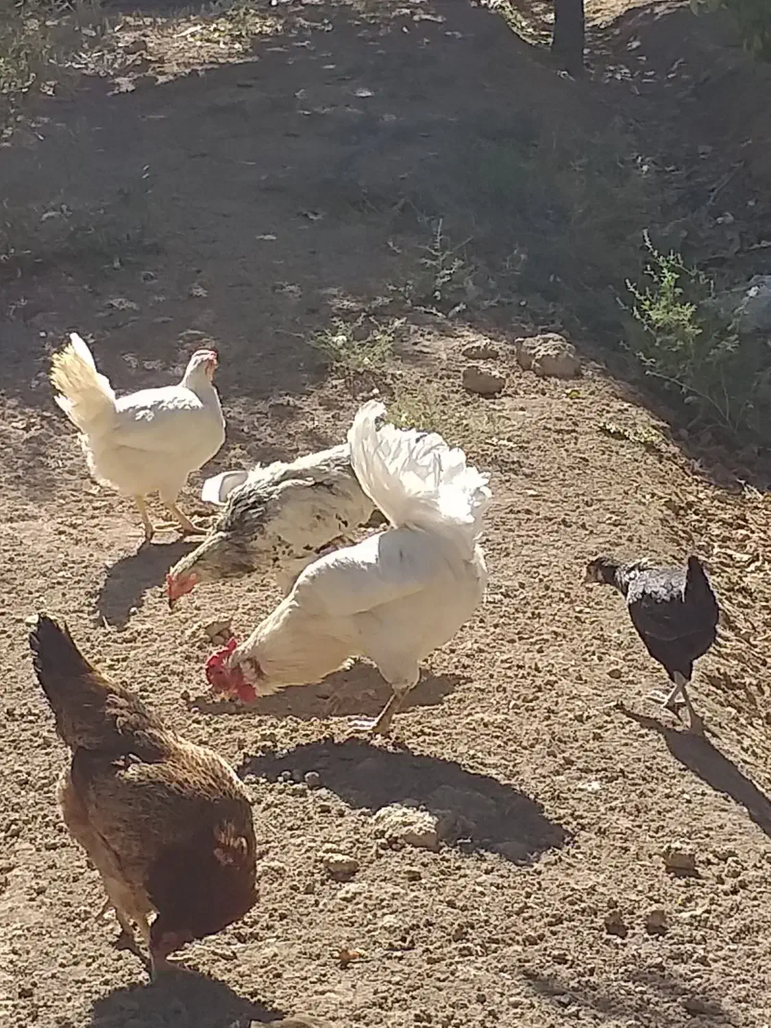 چهل تاج|حیوانات مزرعه|نسیمشهر, |دیوار