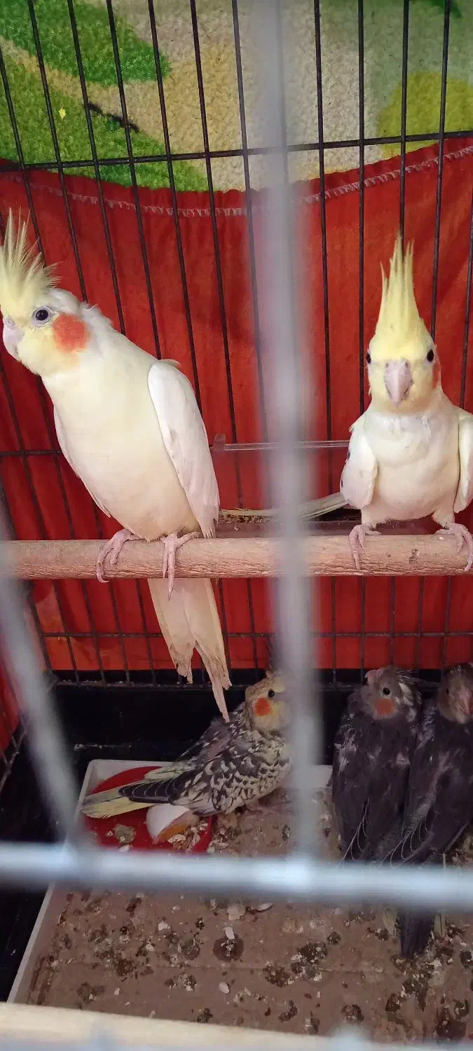 طوطی عروس 5 عدد پدر مادر و پایین سه فرزند|پرنده|رشت, باهنر|دیوار