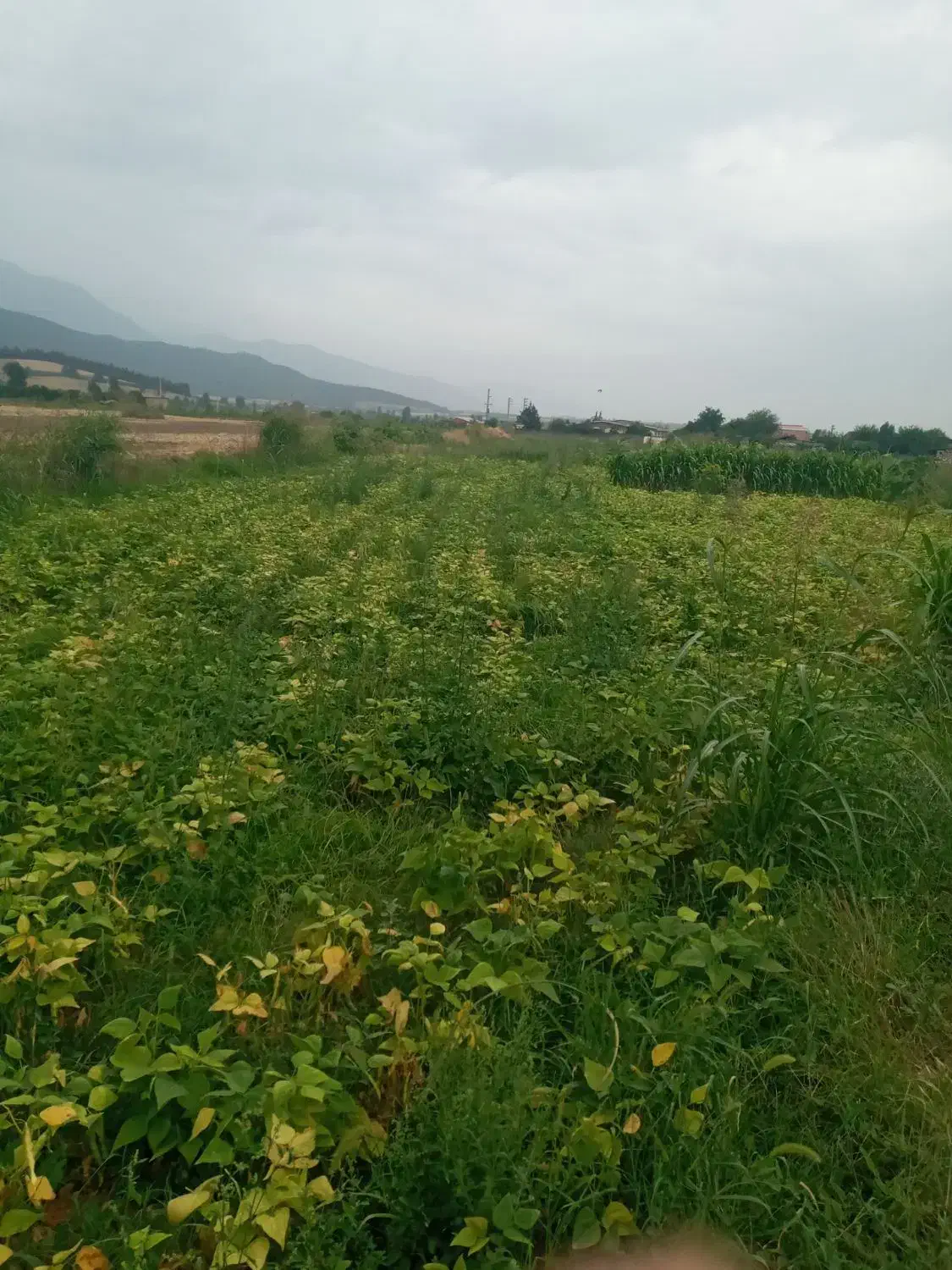 فروش زمین کشاورزی|فروش زمین و ملک کلنگی|خان ببین, |دیوار