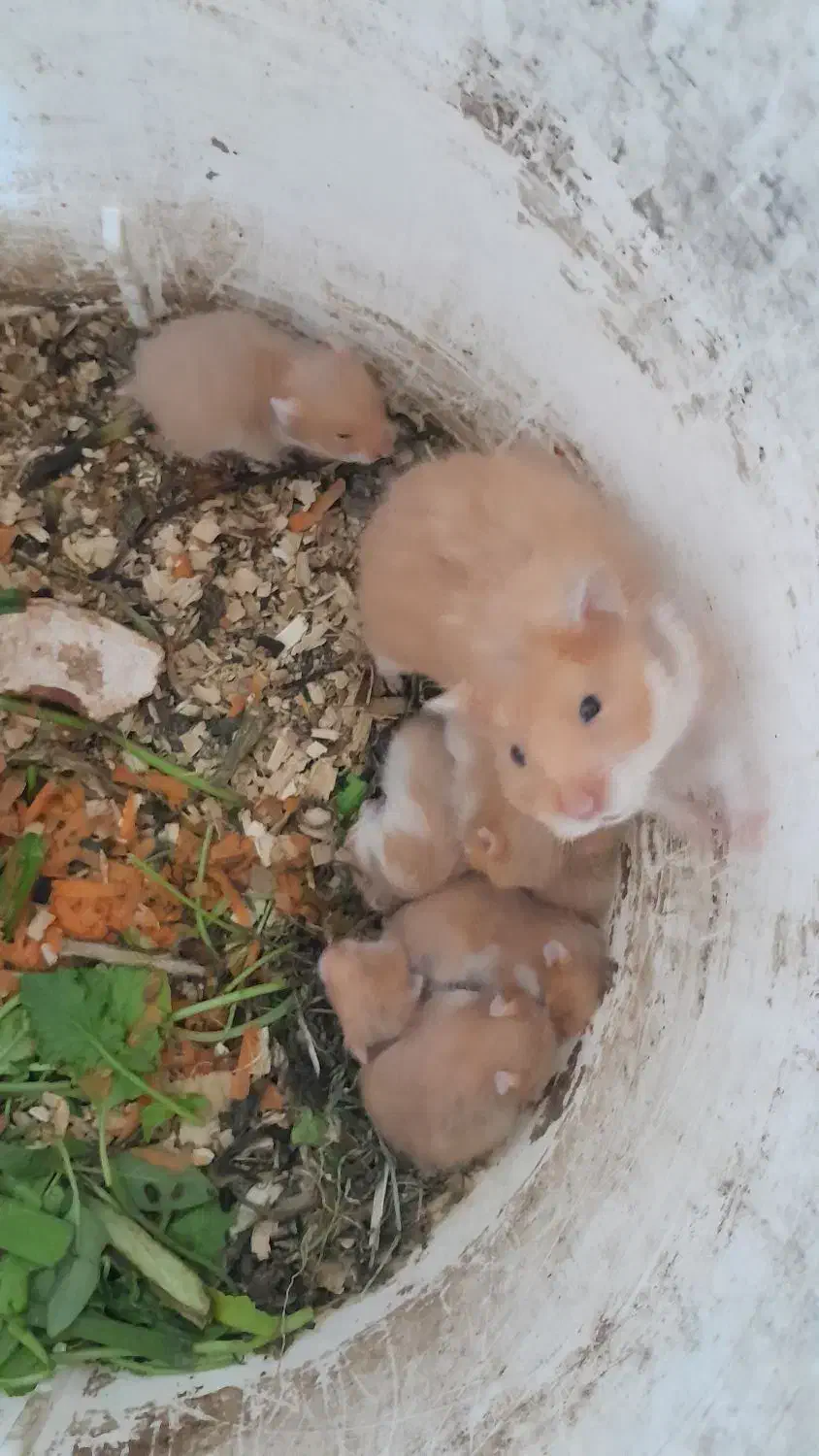 همستر|موش و خرگوش|بهبهان, |دیوار