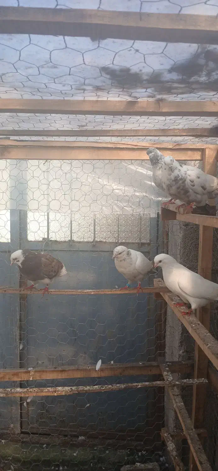 کبوترای پرشی تیر ماه|پرنده|فومن, |دیوار