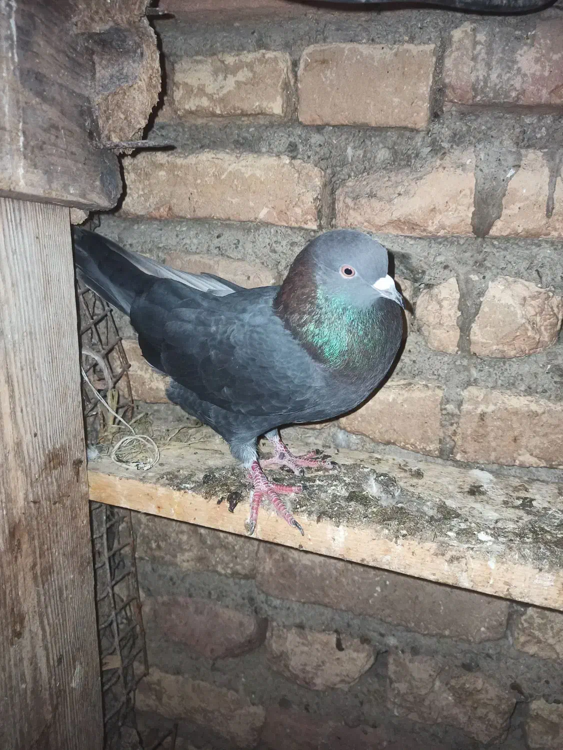 فروشی|پرنده|خان ببین, |دیوار