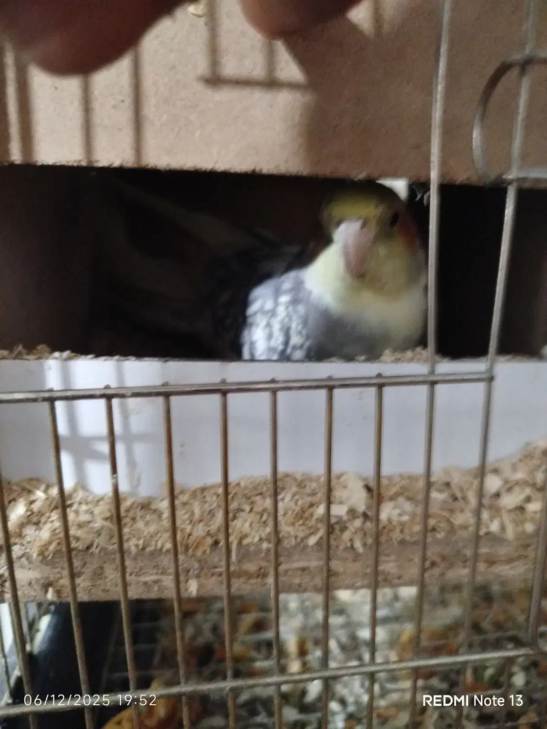 عروس هلندی|پرنده|اصفهان, شهید رجایی|دیوار