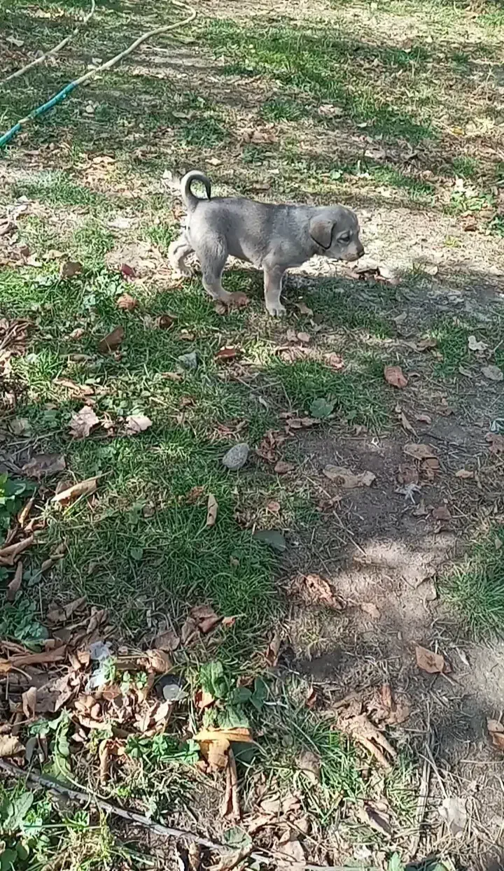 به دلیل نبود جا|سگ|مشگین شهر, |دیوار