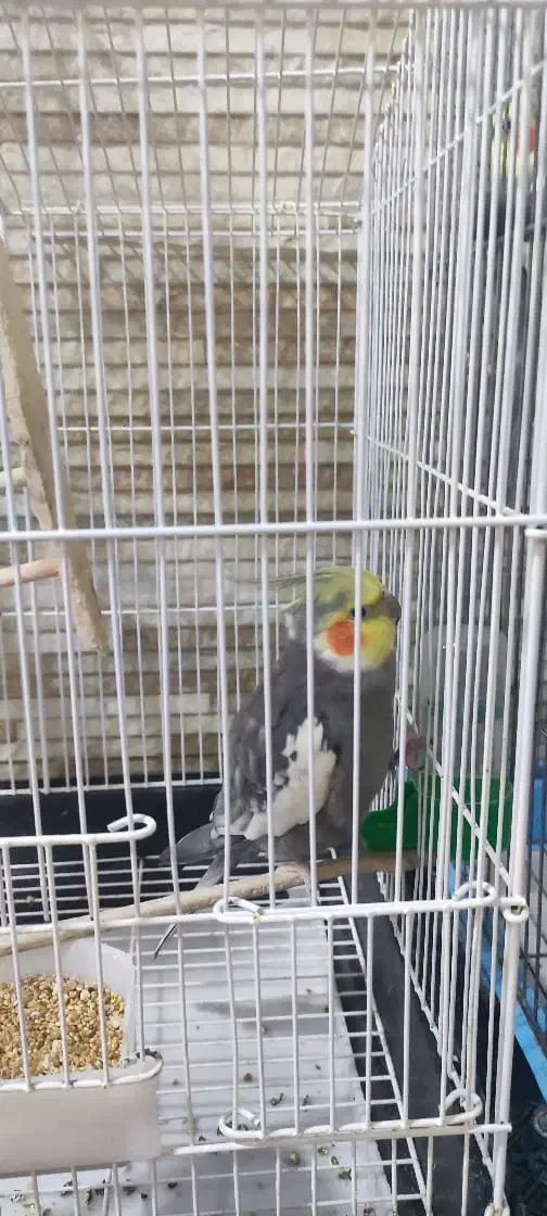 عروس هلندی|پرنده|نوشهر, |دیوار