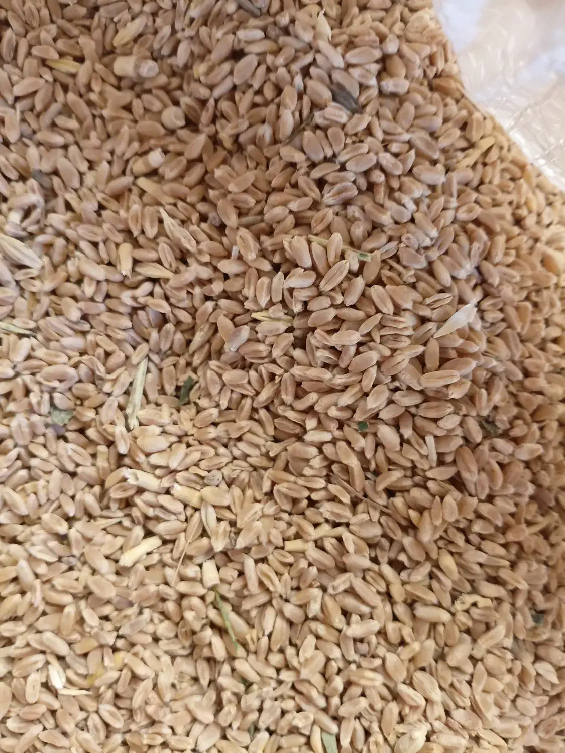 گندم|لوازم جانبی حیوانات|اسفراین, |دیوار