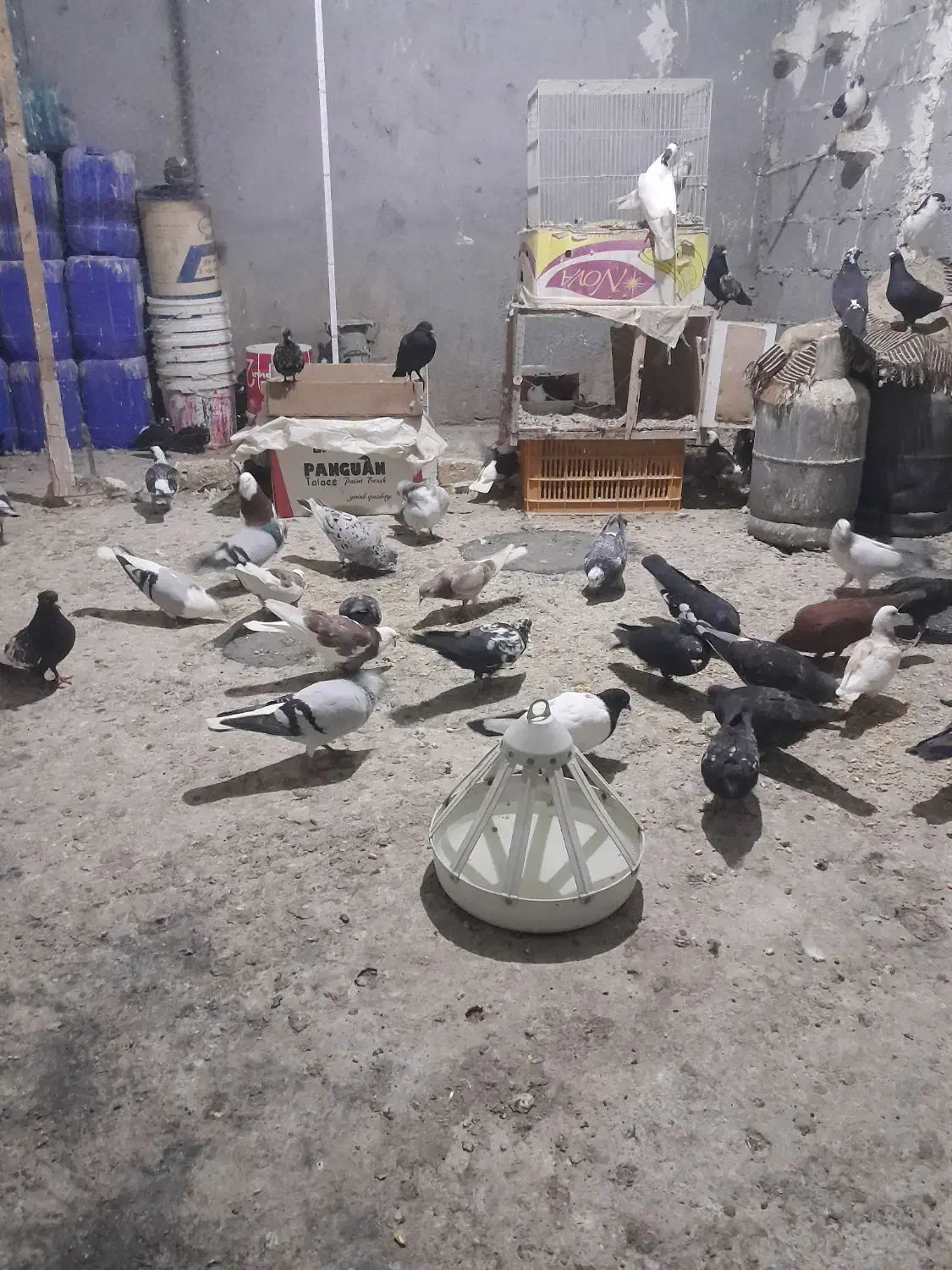 به خاطر مشکل مالی میخوام کبوتر هارو بفروشم|پرنده|گلمکان, |دیوار