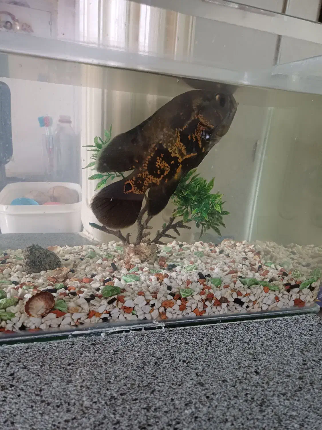 ماهی اسکار|ماهی|اسلام‌شهر, مطهری|دیوار