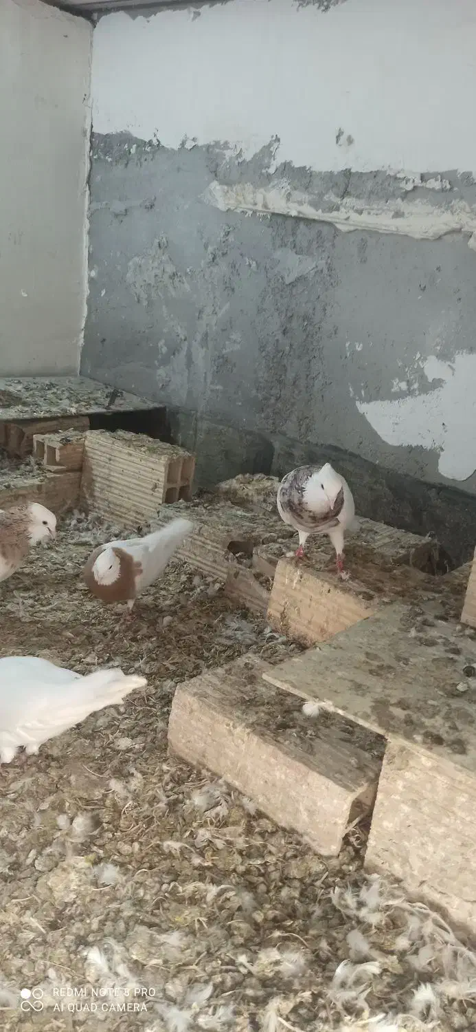 کفتر طوقی|پرنده|نیشابور, مازول|دیوار