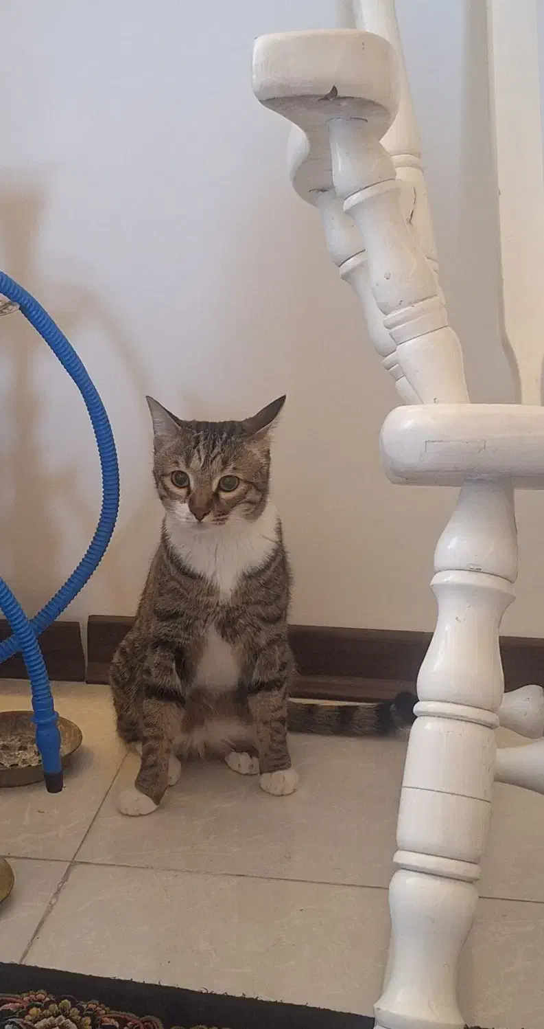 پانسیون خانگی سگ و گربه|خدمات پیشه و مهارت|کرج, کیانمهر|دیوار