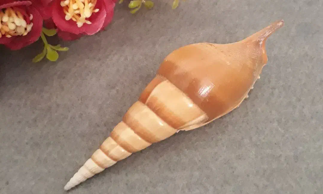 صدف|ماهی|جهرم, |دیوار