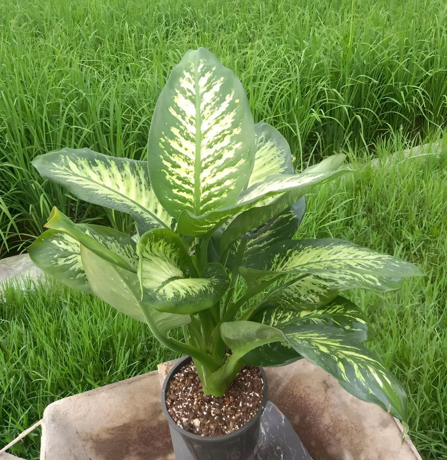 گل دیفن باخیا|گل و گیاه طبیعی|امامزاده عبدالله, |دیوار