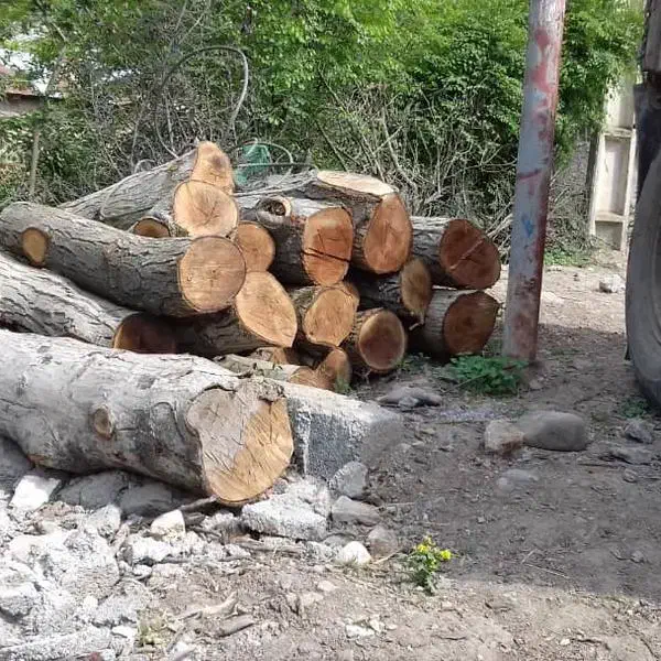 خرید قلمه، چوب و ضایعات انواع درخت|خدمات باغبانی و درختکاری|پارسآباد, |دیوار