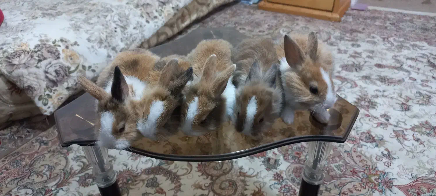 فروش چن عدد بچه خرگوش وپدرمادر|موش و خرگوش|شاهرود, |دیوار