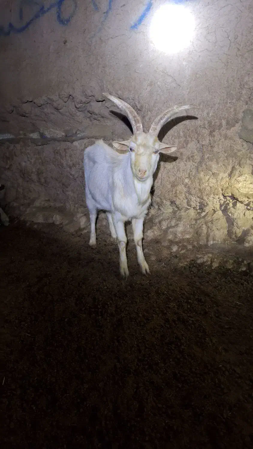 فروش نر بز سانن|حیوانات مزرعه|تربتحیدریه, ۴۵ متری|دیوار