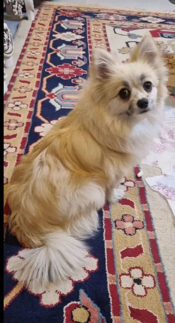 پامر اصل|سگ|اصفهان, شاه پسند|دیوار