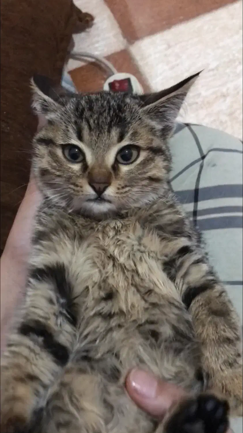 واگذاری بچه‌گربه ماده|گربه|کرمان, |دیوار