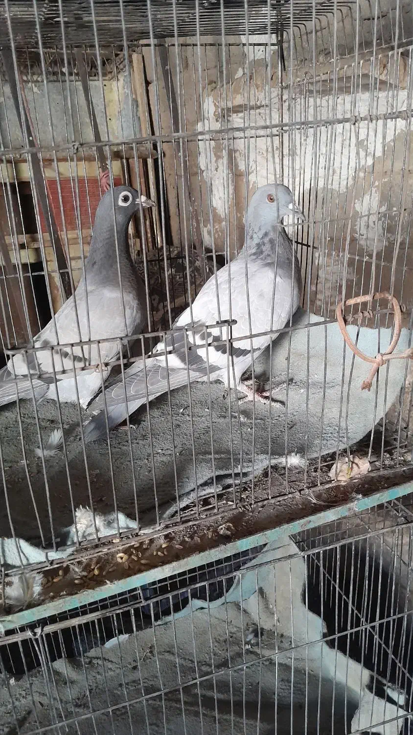 کبوتر فروشی|پرنده|شاهرود, |دیوار