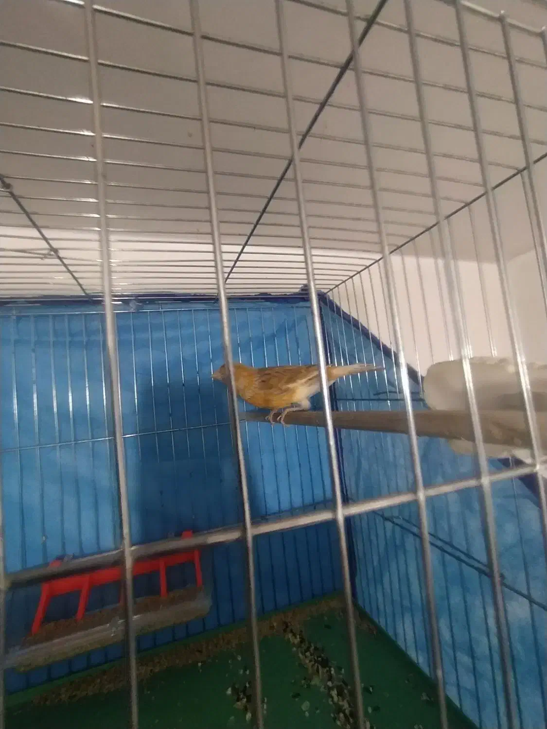 سلام قناری نروماده سالم سالم|پرنده|همدان, |دیوار