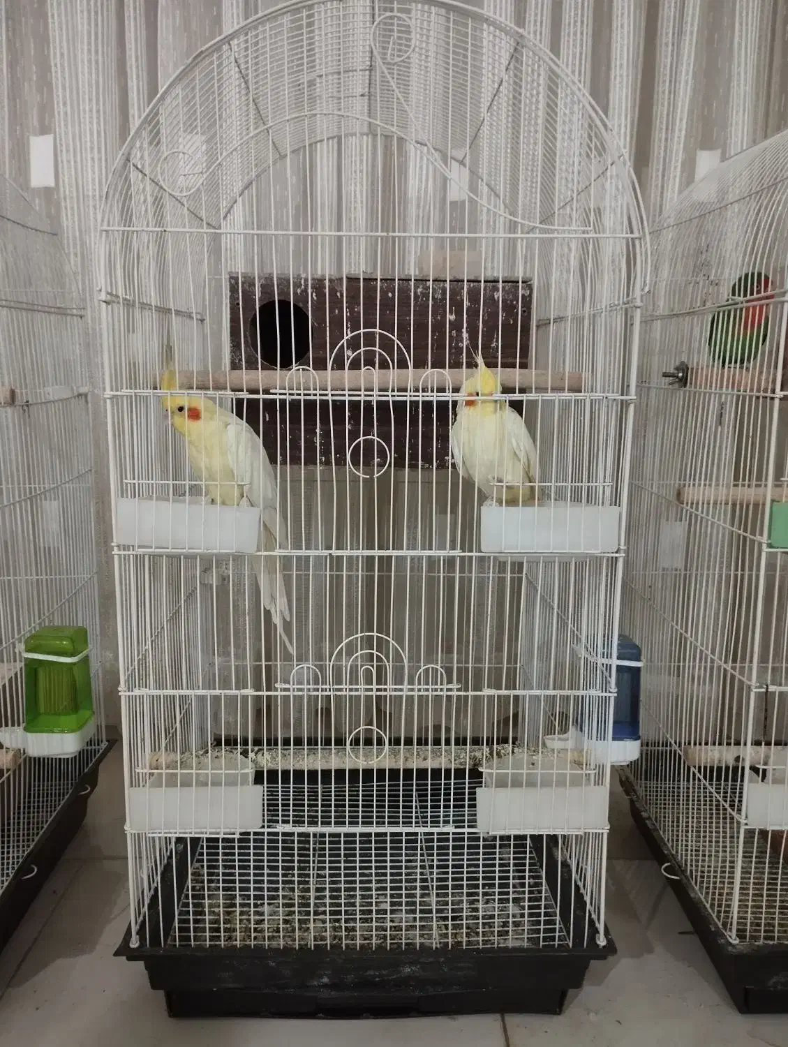 عروس هلندی کوتوله مرغ عشق|پرنده|مشهد, امیریه|دیوار