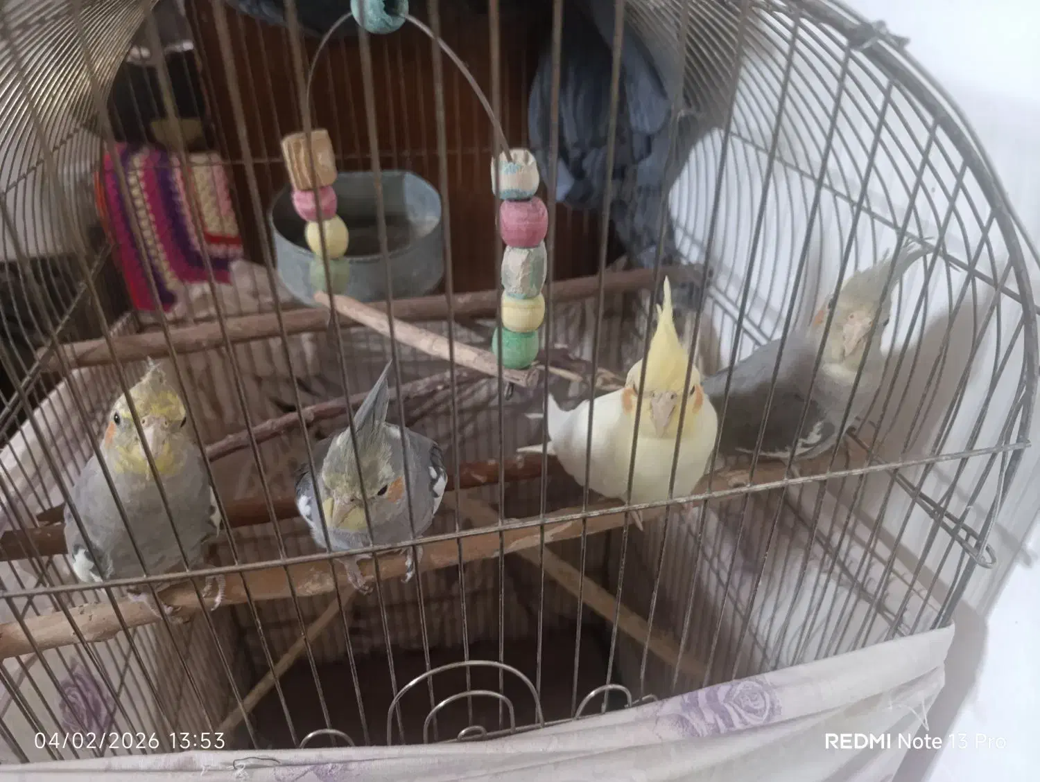 عروس|پرنده|قم, ولیعصر|دیوار