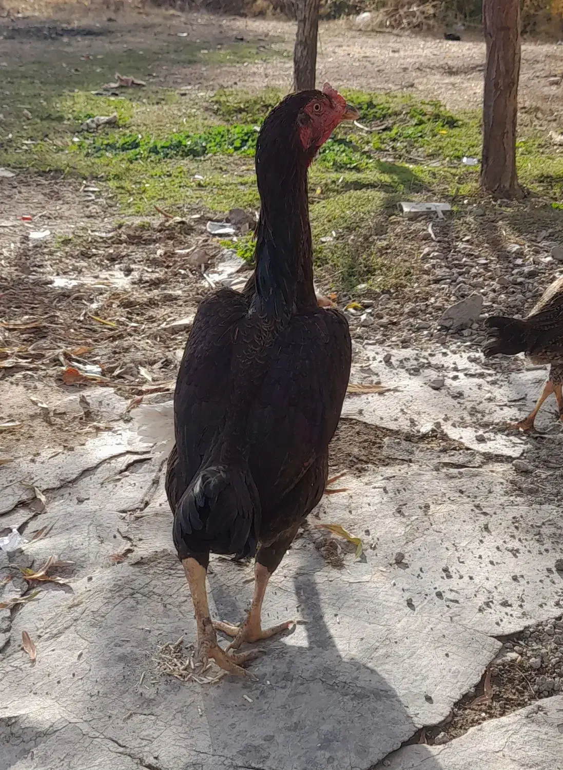 مرغ و خروس لاری|حیوانات مزرعه|بلبان آباد, |دیوار