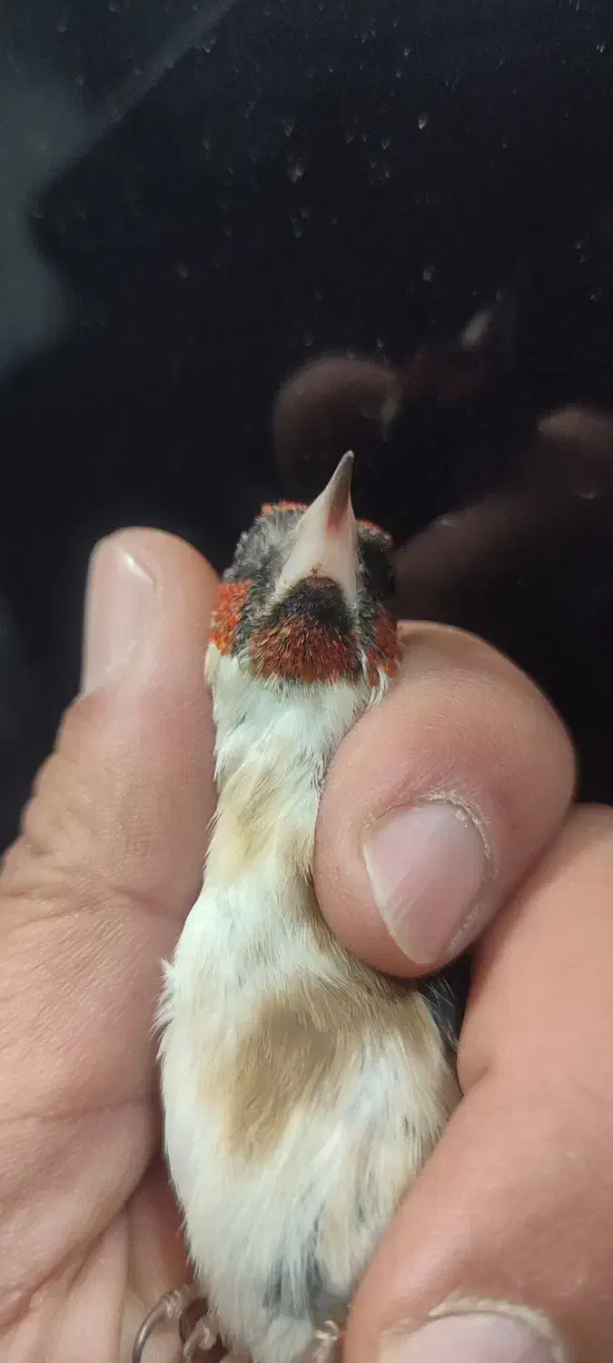 سهره سر سیاه استان فارسی|پرنده|شیراز, کوشک میدان|دیوار