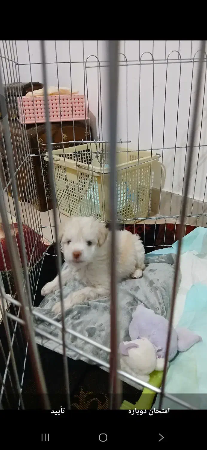 توله سگ اشپبز ۳ماهه|سگ|قزوین, |دیوار