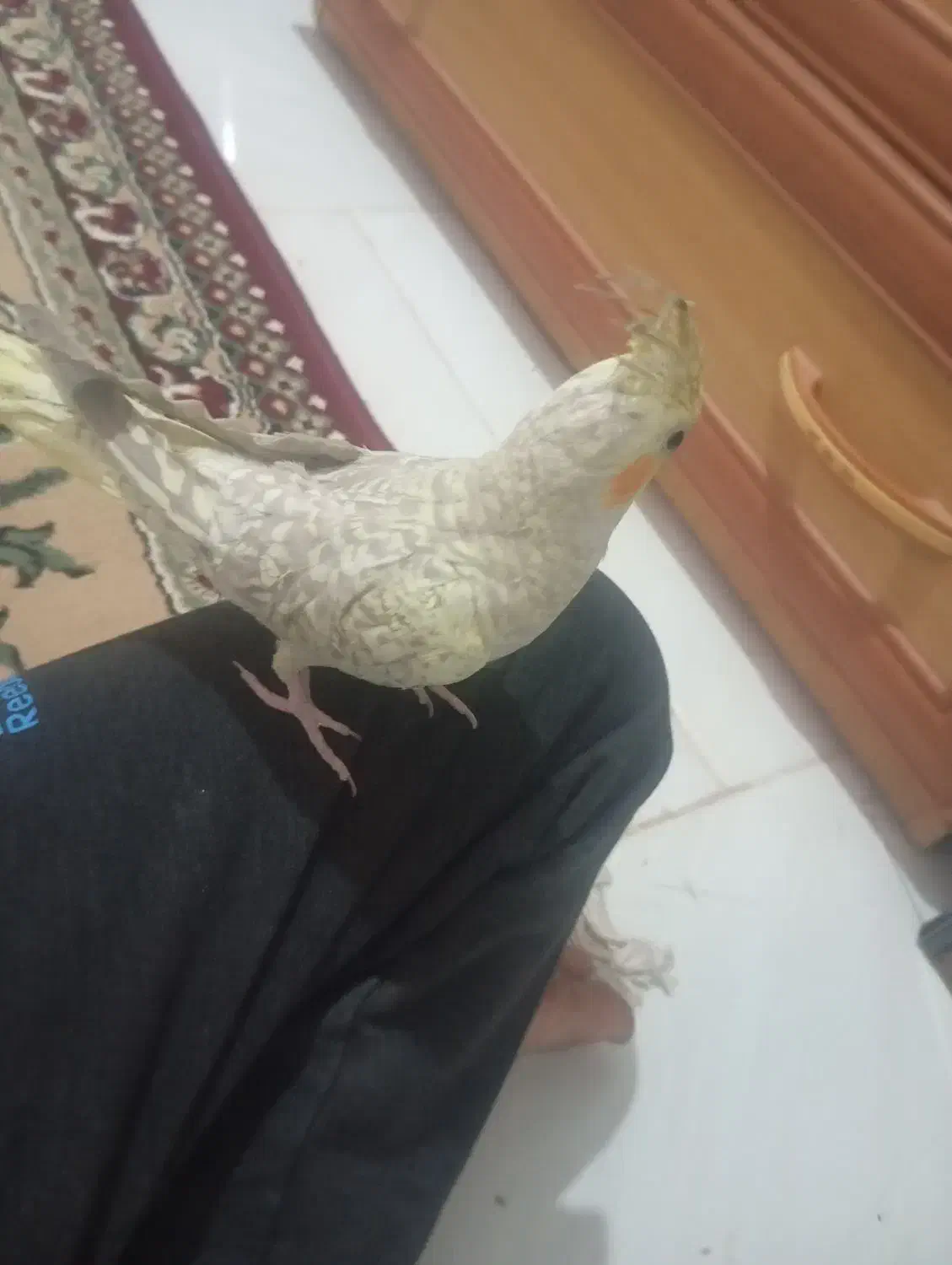 عروس هلندی خونگی گلباقلی|پرنده|زاهدان, |دیوار