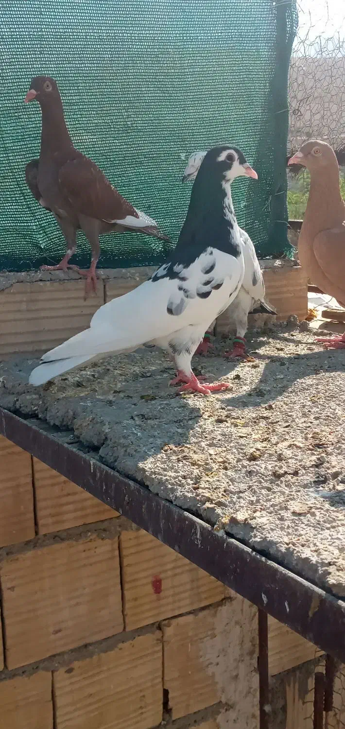 کبوتر|پرنده|جهرم, |دیوار