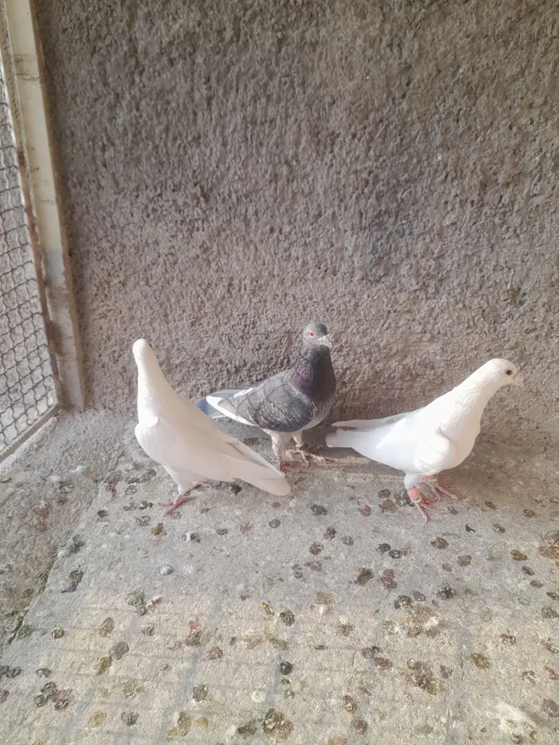 کبوتر|پرنده|ابهر, |دیوار